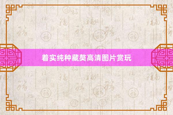 着实纯种藏獒高清图片赏玩
